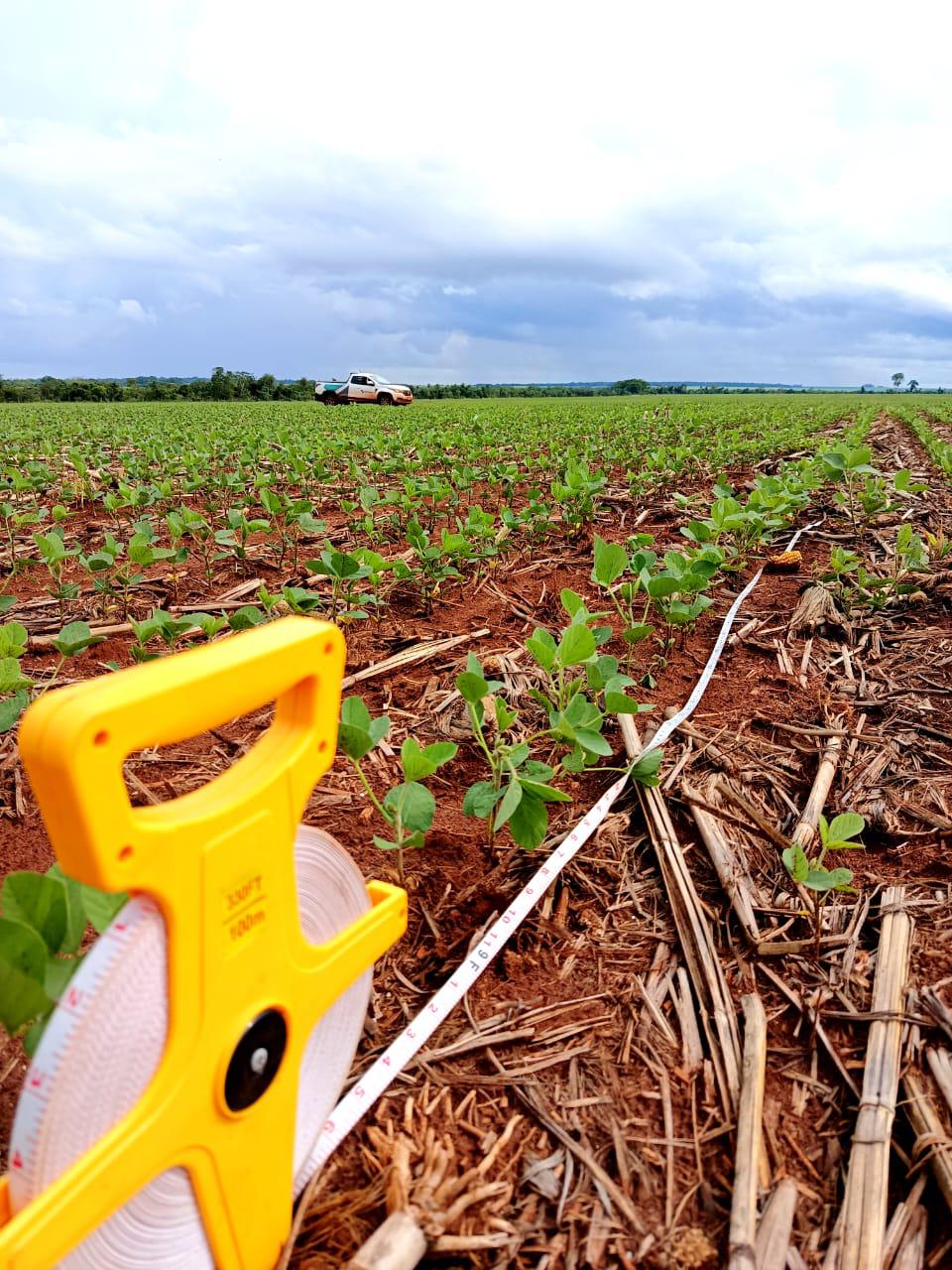 Planejamento da safra: como reduzir riscos e aumentar a rentabilidade